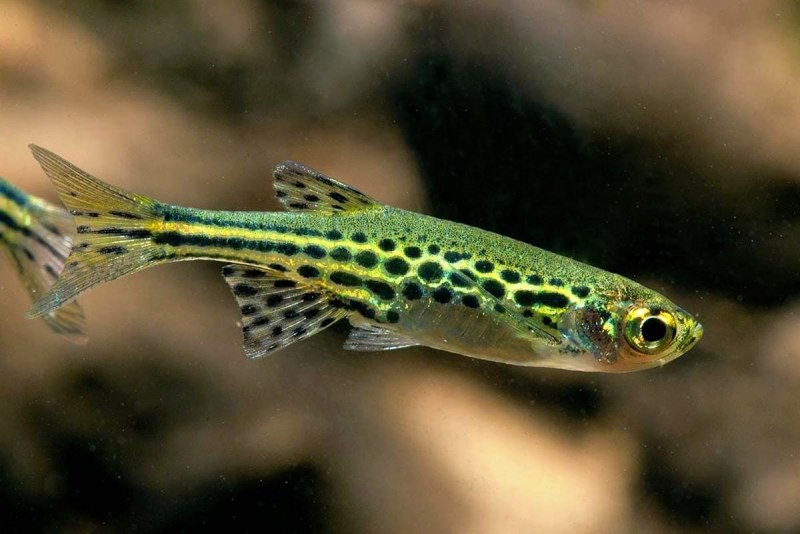 Расборы Boraras brigittae