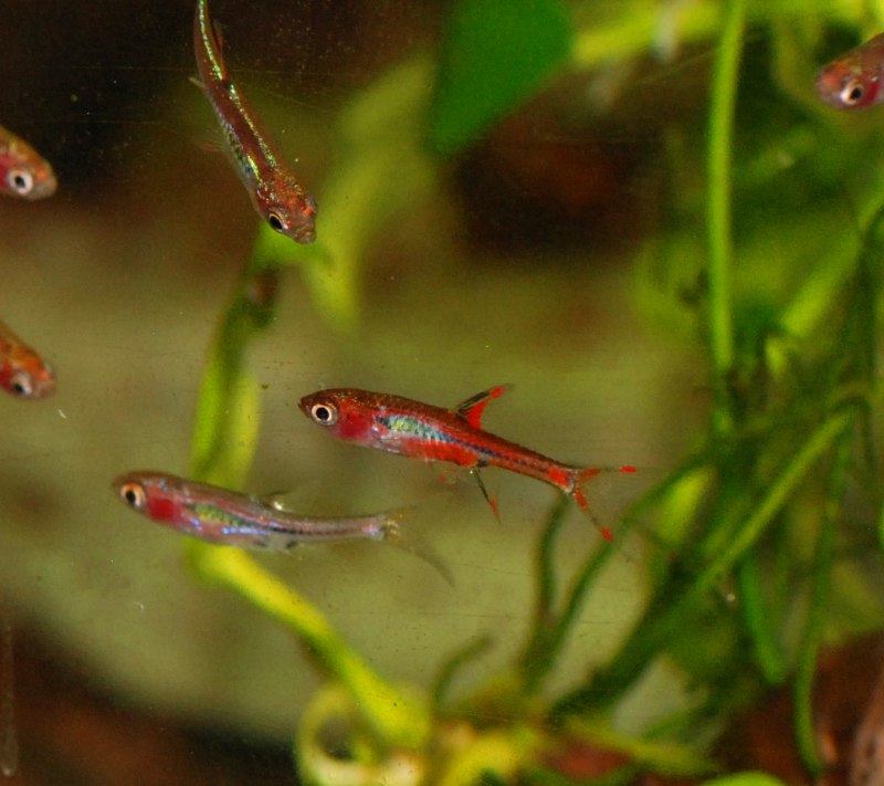 Расборы Boraras brigittae