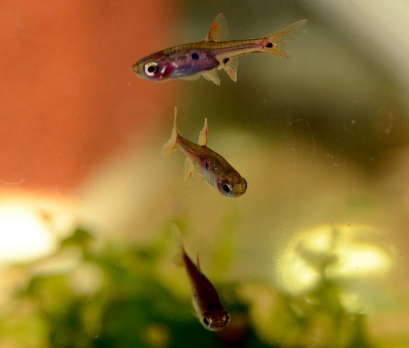 Microrasbora rubescens