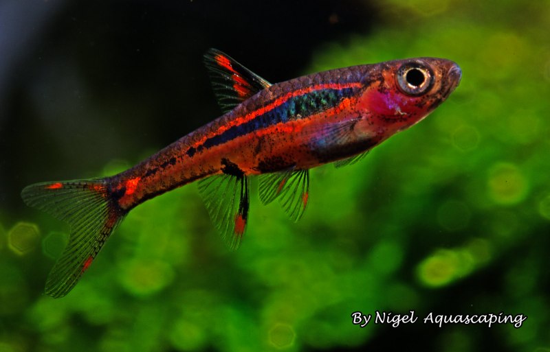 Расбора Галактика (Danio margaritatus)