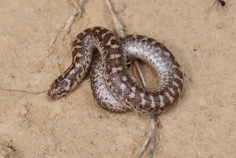 Eryx jaculus