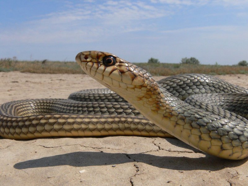 Желтобрюхий полоз (Dolichophis caspius)