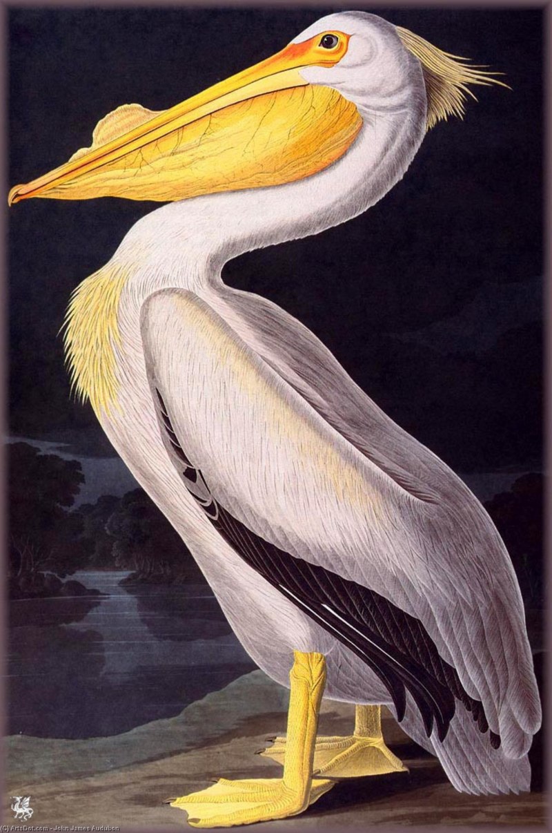 Pelican Island National Wildlife Refuge Атлантический океан