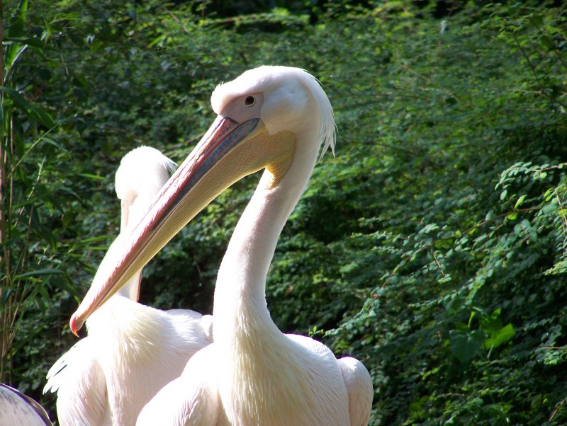 Розовый Пеликан Pelecanus onocrotalus