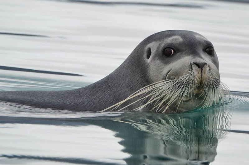 Морской заяц, Лахтак (Erignathus barbatus)