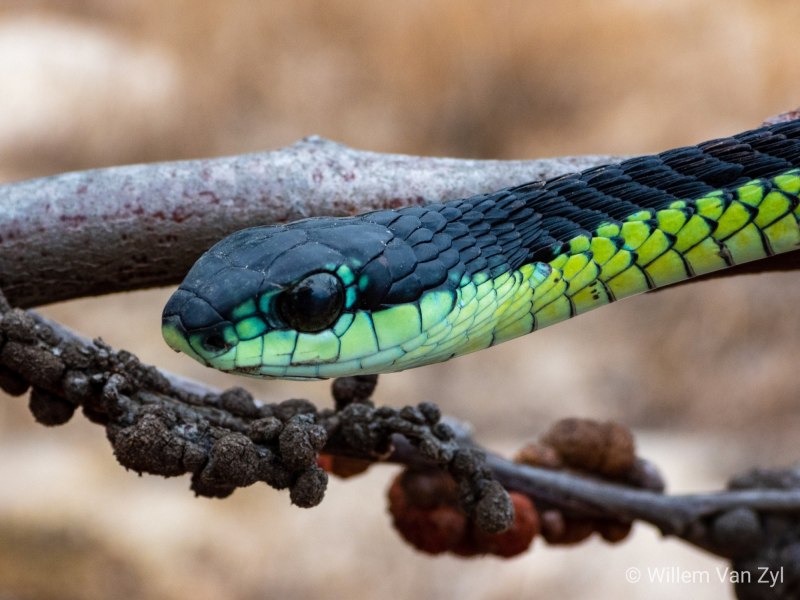 Boomslang змея