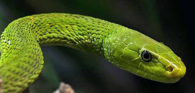 Leptophis Ahaetulla