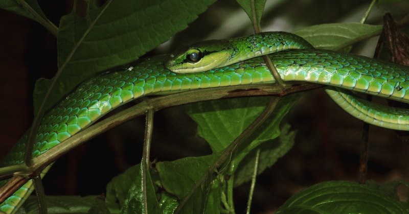 Trimeresurus albolabris