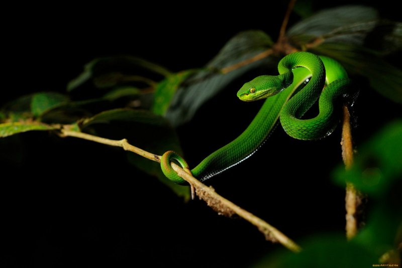 Boomslang Skin