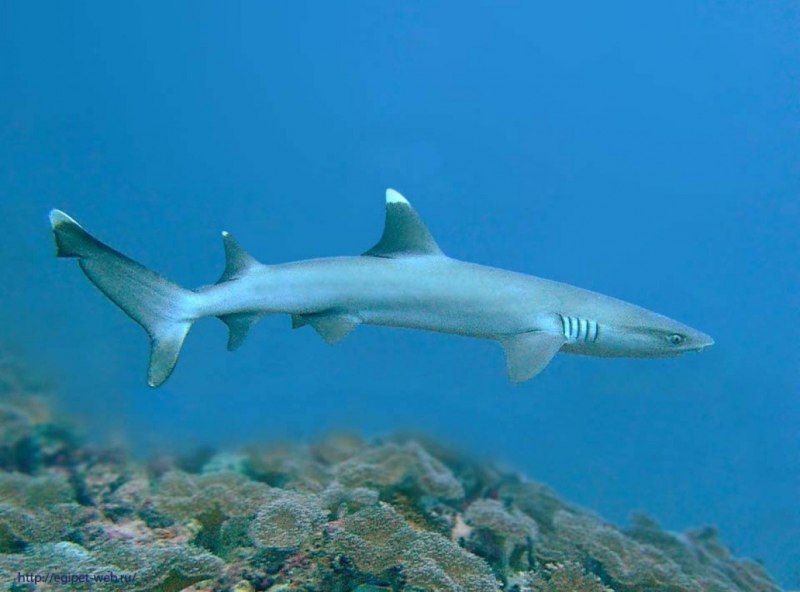 Triaenodon obesus ml Whitetip Reef Shark