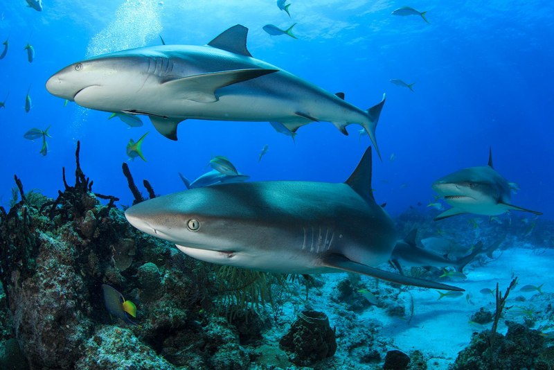 Черноперая рифовая акула Carcharhinus melanopterus