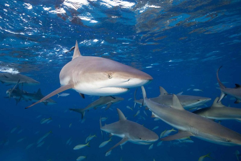 Carcharhinus perezii