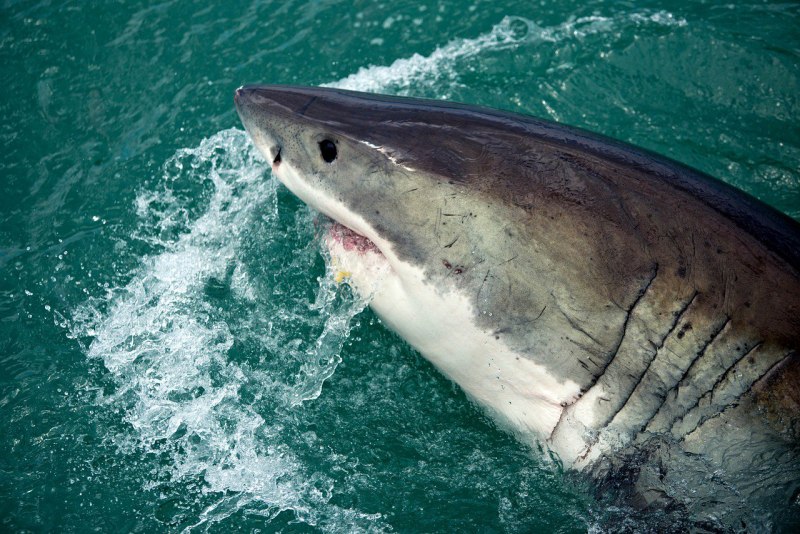 Большая белая акула (great White Shark)