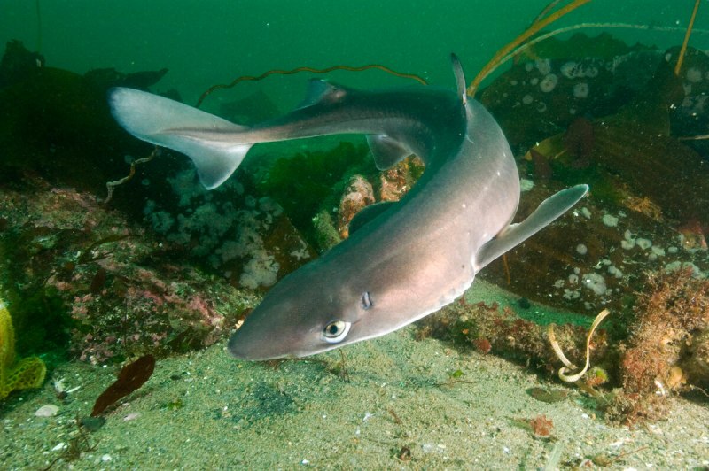 Акулы Средиземного моря Турция