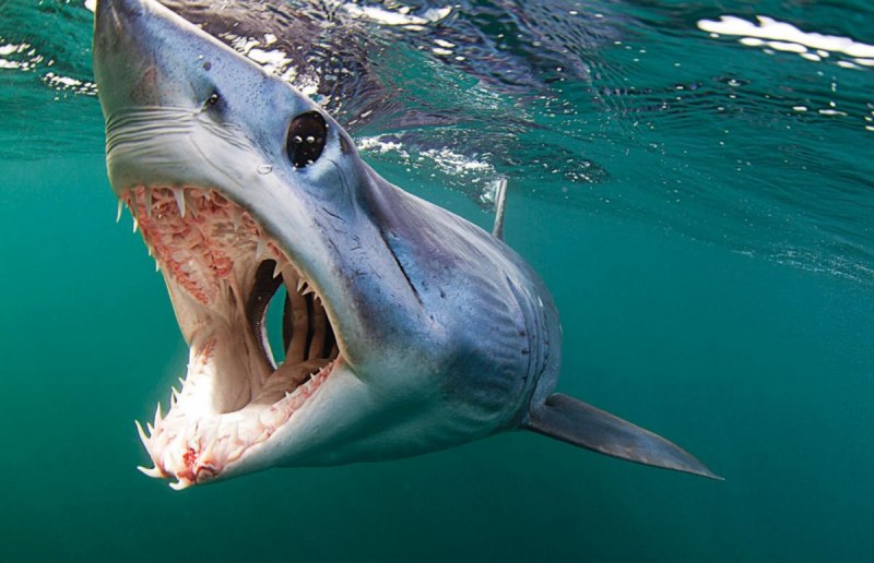 Большая белая акула (great White Shark)