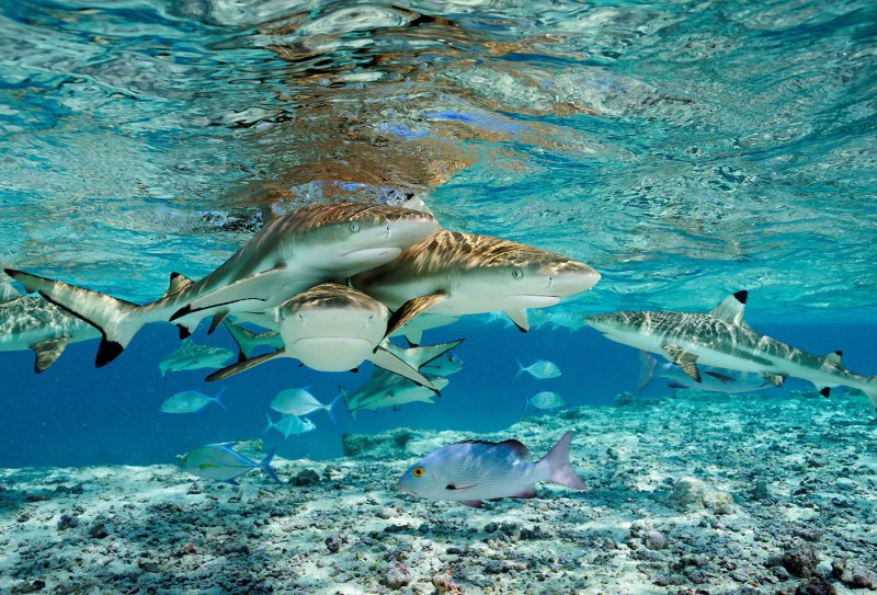 Акулы санитары моря