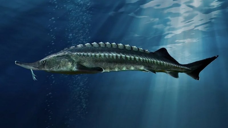 Тюлений (Каспийское море)