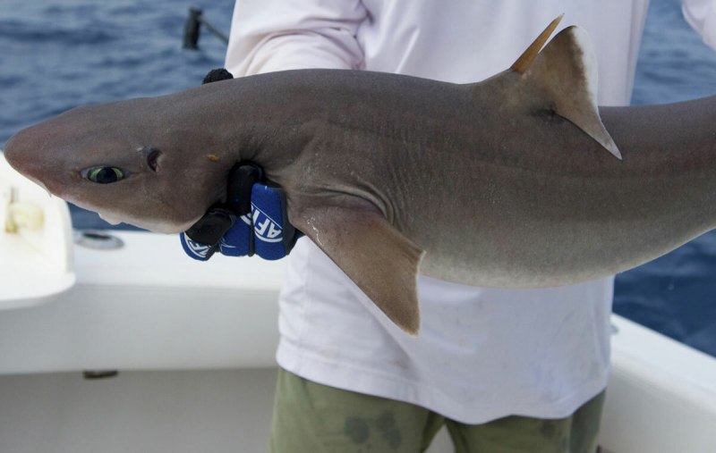 Большая белая акула (Carcharodon carcharias)