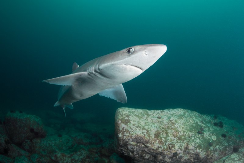 Carcharodon Megalodon