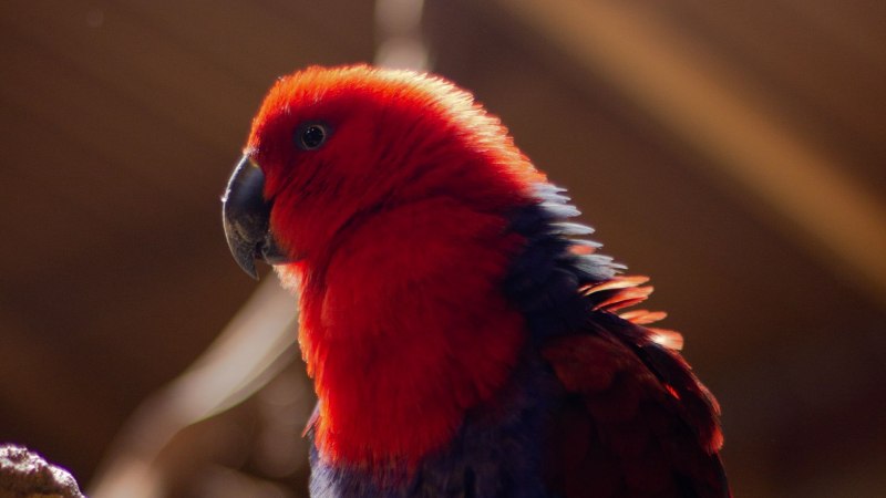Попугай красный Red Parrot 6см