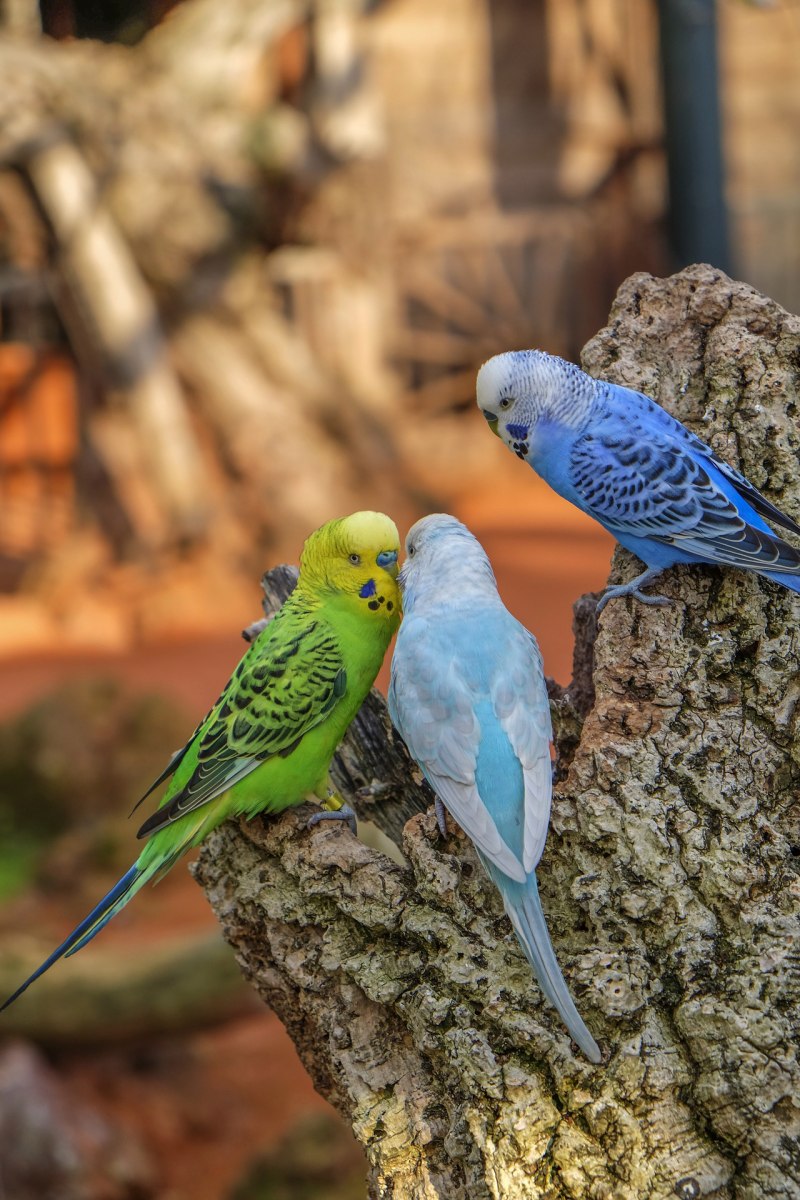 Волнистый попугай Budgie