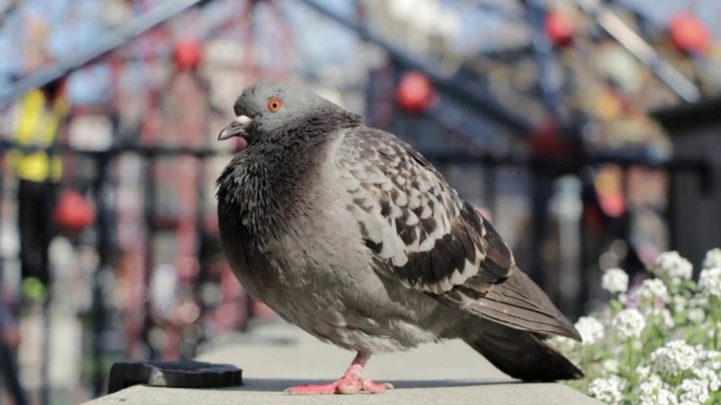 Голубь с хлебушком