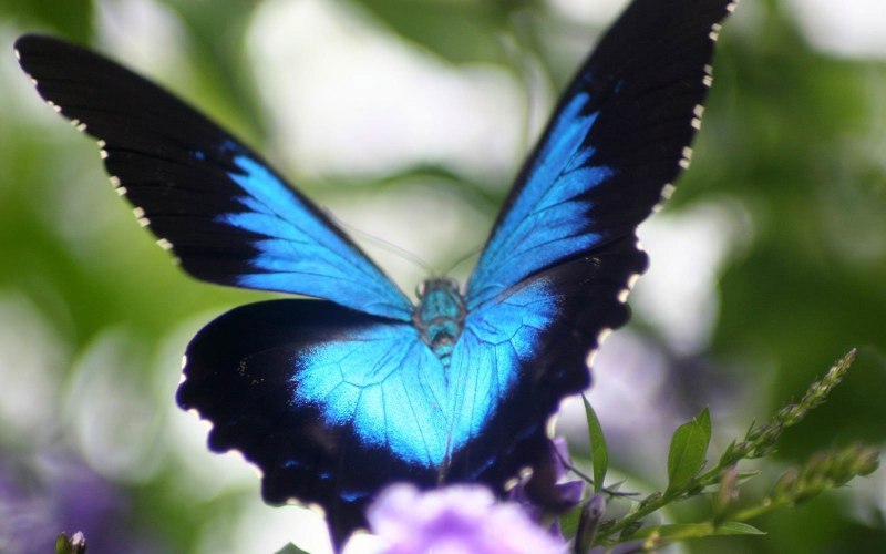 Papilio Ulysses бабочка