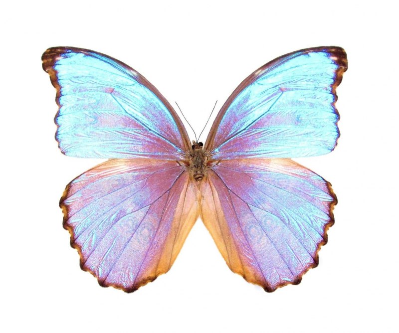 Morpho godarti