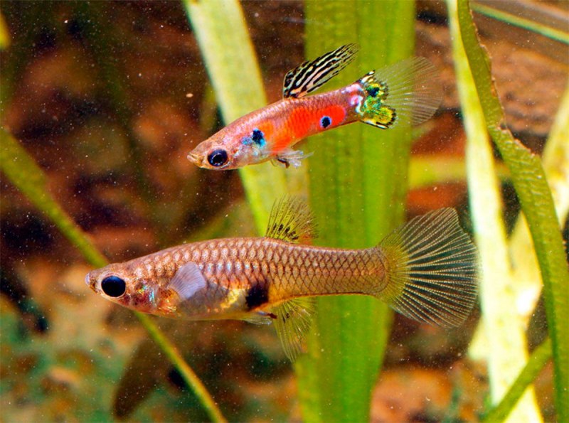 Гуппи Poecilia reticulata