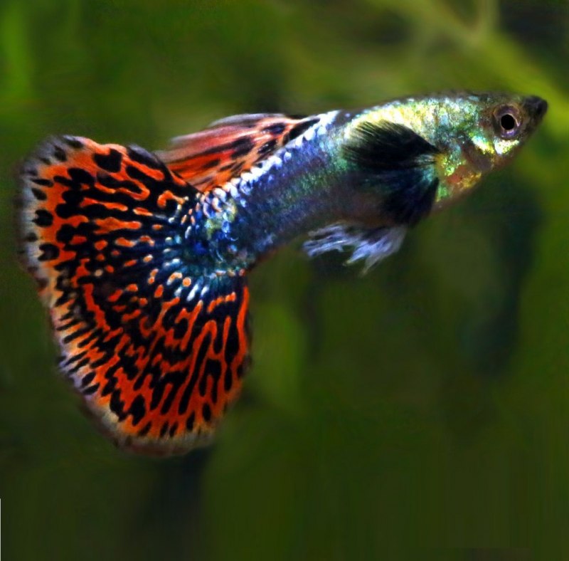 Гуппи Poecilia reticulata