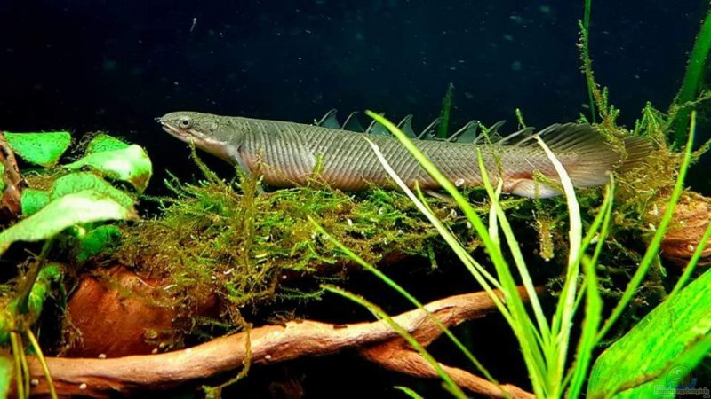 Polypterus ENDLICHERI без фона