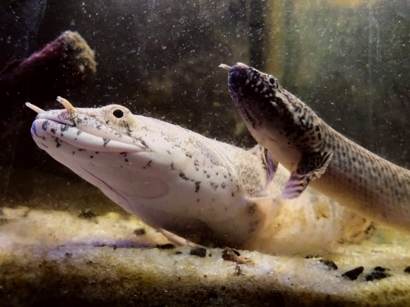 Полиптерус орнатипиннис (Polypterus ornatipinnis)