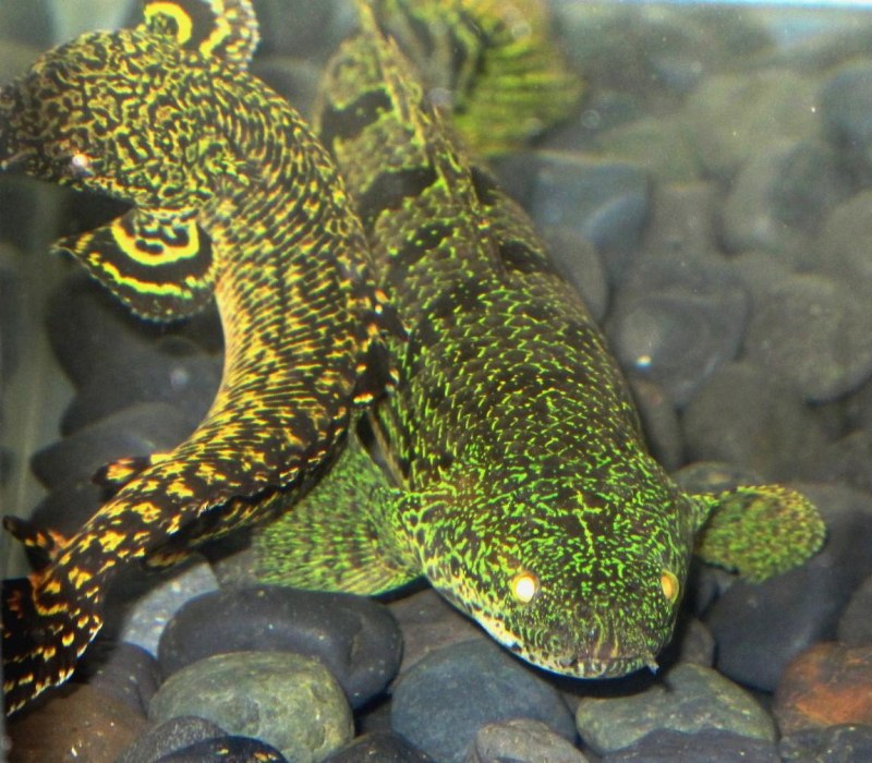 Полиптерус орнатипиннис (Polypterus ornatipinnis)