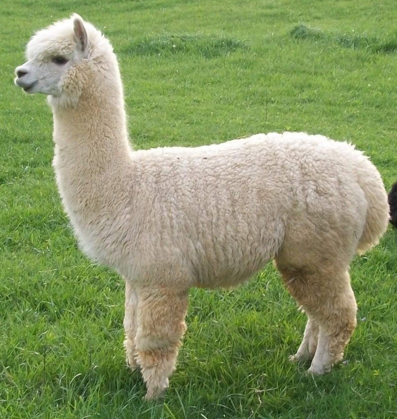Эль Пако лама