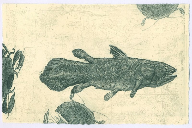 Латимерия Latimeria menadoensis