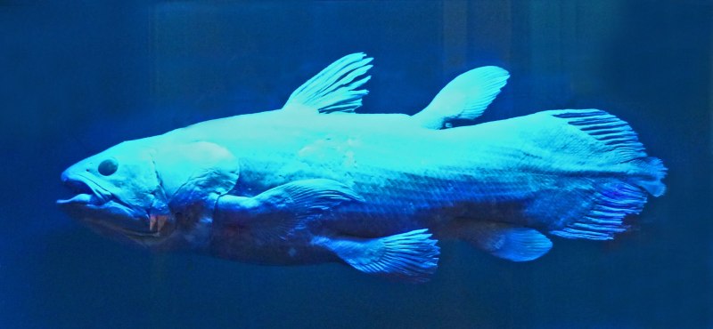 Латимерия Latimeria menadoensis