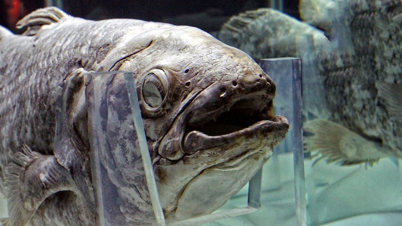 Доисторическая рыба Латимерия