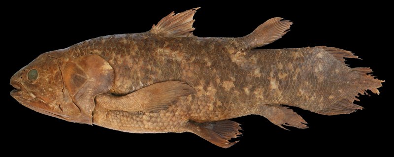 Латимерия (Latimeria chalumnae )