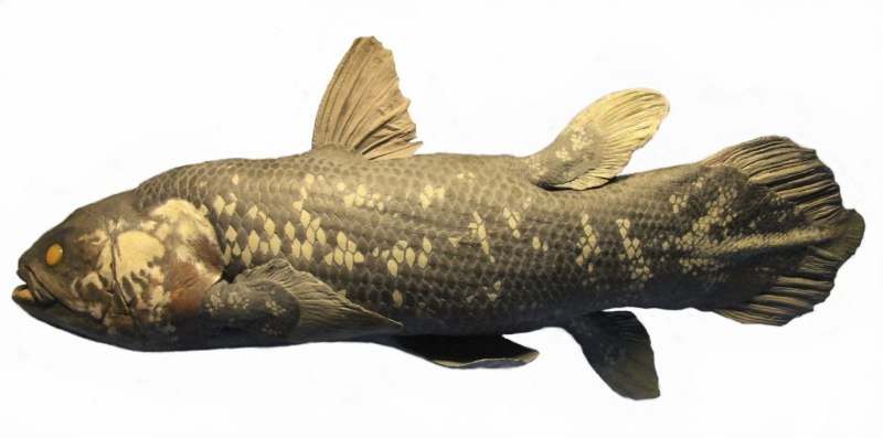 Латимерия Latimeria menadoensis