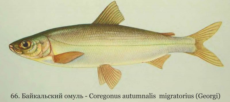 Омуль Байкальский