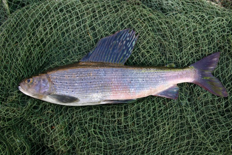 Нельма Stenodus leucichthys Nelma