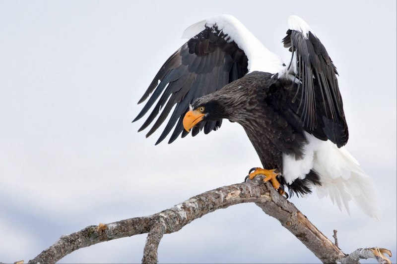 Орлан белоплечий Тихоокеанский (Haliaeetus pelagicus)