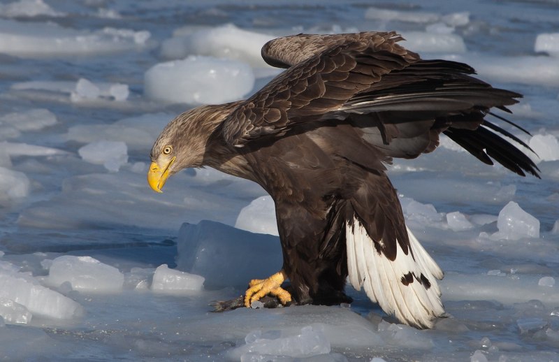 Орлан-белохвост Haliaeetus albicilla