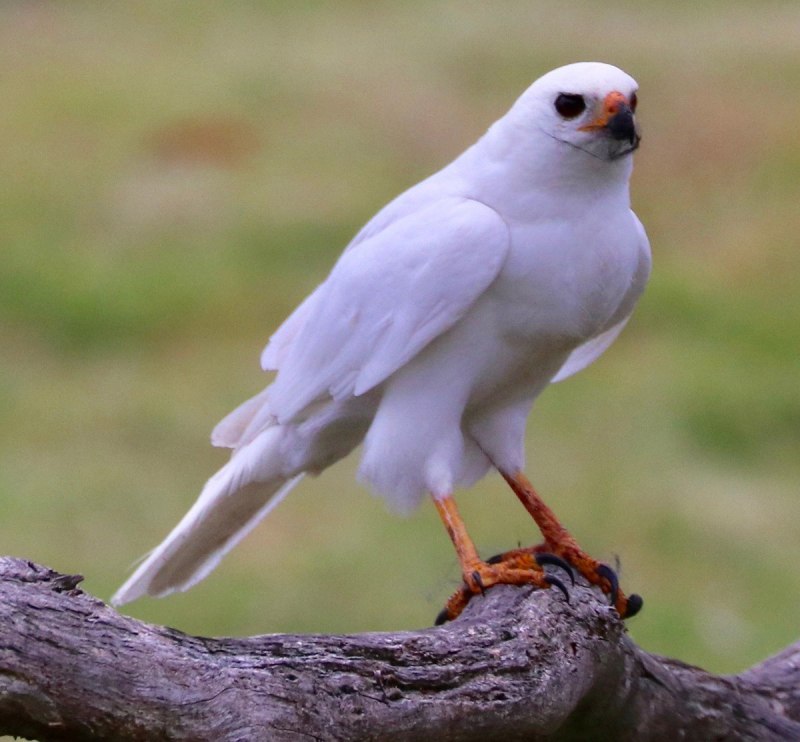 Светлый ястреб Accipiter novaehollandiae