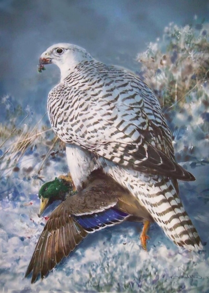 Камчатский Кречет
