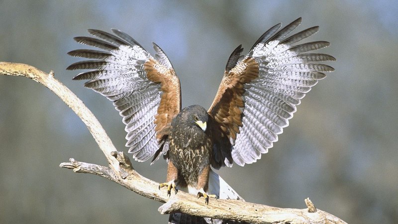 Falcons and Hawks