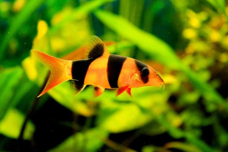 Боция клоун (macracanthus)