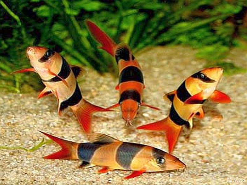 Botia macracanthus