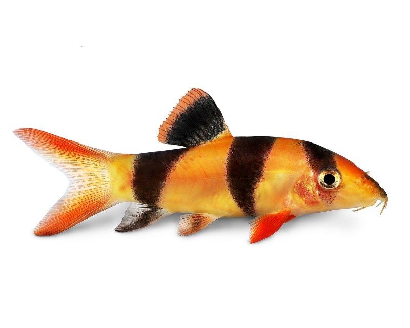 Space Loach