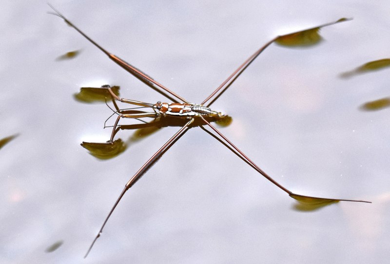 Водомерка Gerridae